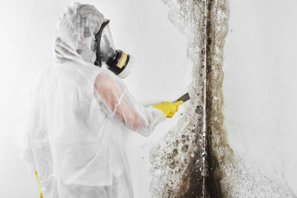 Trusted Morris Plains, NJ Mold Removal Experts