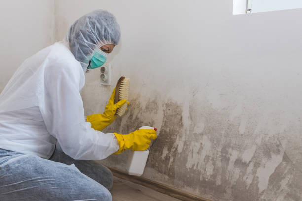 Best Mold Cleaning Services  in Morris Plains, NJ