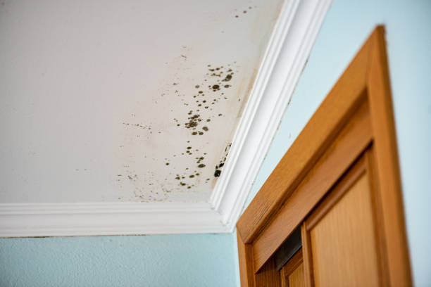 Home Mold Removal in Morris Plains, NJ