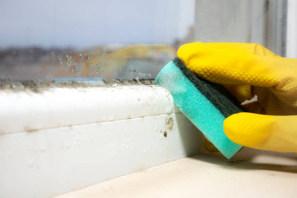 Best Mold Testing and Removal  in Morris Plains, NJ