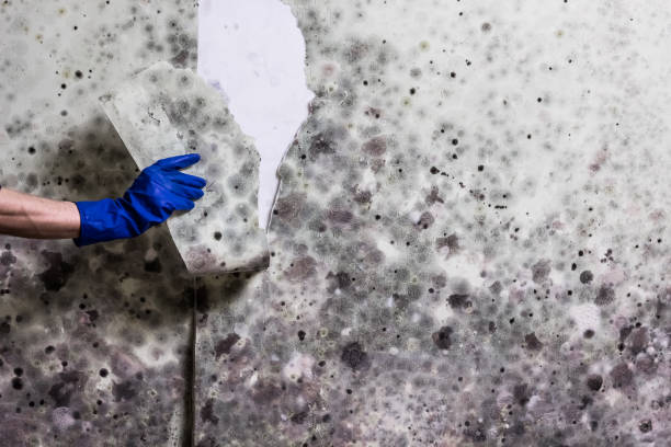 Best Affordable Mold Removal  in Morris Plains, NJ